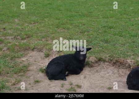 Entzückende schwarze Schafe ruhen auf Einem Feld Stockfoto