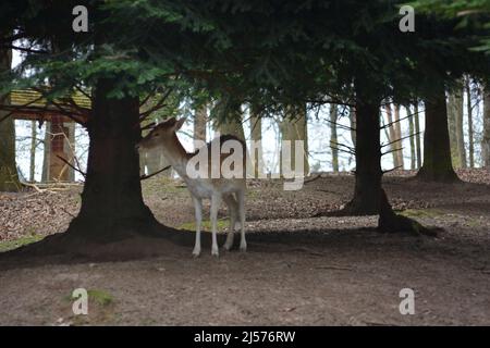Ein Hirsch, der unter einem Baum in Tripsdrill, Süddeutschland, steht Stockfoto