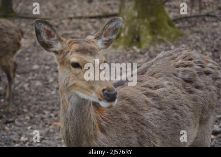 Ein Hirsch, der unter einem Baum in Tripsdrill, Süddeutschland, steht Stockfoto
