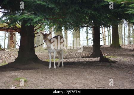 Ein Hirsch, der unter einem Baum in Tripsdrill, Süddeutschland, steht Stockfoto