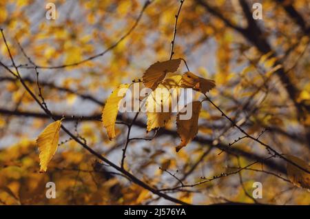 Die gelben Blätter der Ulme. Die Zweige des Baumes. Herbstlaub. Grüne Jahreszeit. Nahaufnahme. Stockfoto