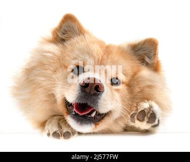 Finnische Lapphund vor weißem Hintergrund Stockfoto