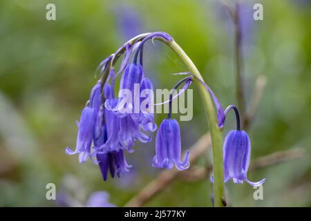 Englische bluebell wild Flowers close up. Blüht. Stockfoto