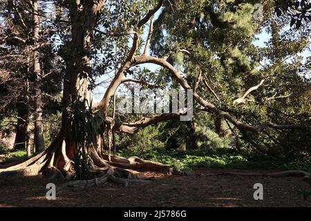 Napoli - Albero di Ficus Magnolioide nel Real Orto Botanico Stockfoto