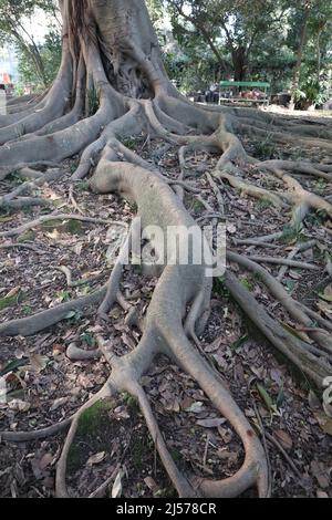 Napoli - Particolare di radici di Ficus Magnolioide nell'Orto Botanico Stockfoto