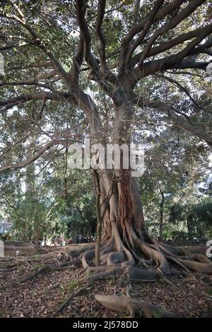 Napoli - Pianta di Ficus Magnolioide nell'Orto Botanico Stockfoto