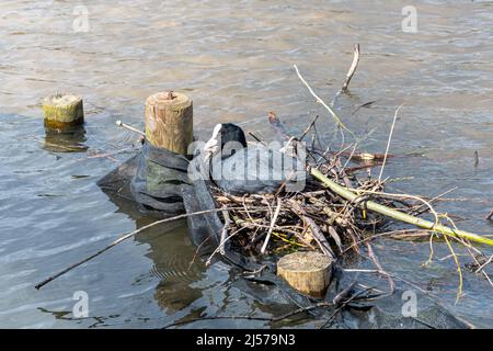 Im Frühling, Hampshire, England, Großbritannien, sitzt der Eisbauch (Fulica atra) auf einem Nest aus Zweigen auf dem Petersfield Heath Pond Stockfoto