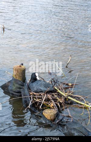 Im Frühling, Hampshire, England, Großbritannien, sitzt der Eisbauch (Fulica atra) auf einem Nest aus Zweigen auf dem Petersfield Heath Pond Stockfoto