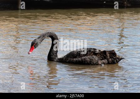 Schwarzer Schwan (Cygnus atratus), große Vogelarten, die auf einem See schwimmen Stockfoto