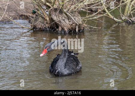 Schwarzer Schwan (Cygnus atratus), große Vogelarten, die auf einem See schwimmen Stockfoto