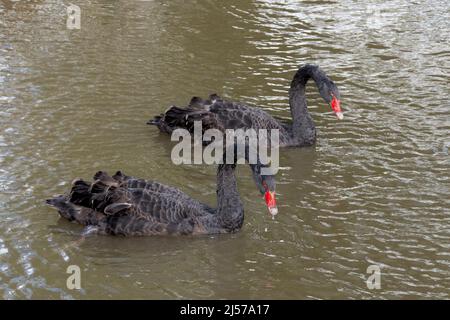 Paar schwarze Schwäne (Cygnus atratus), große Vogelarten, die auf einem See schwimmen Stockfoto