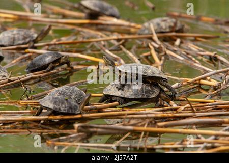 Balkan-Wasserschildkröte oder westliche Kaspische Wasserschildkröte (Mauremys rivulata) Stockfoto