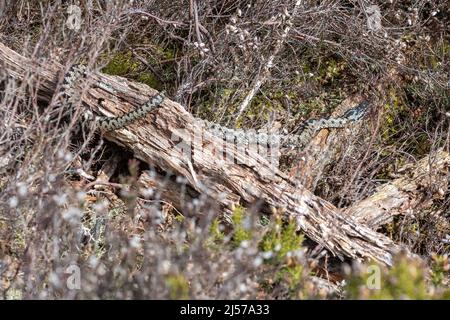 Adder (Vipera berus)-Schlange, die sich auf Baumstämmen in Heide, Thursley Common, Surrey, England, Großbritannien, sonnt Stockfoto