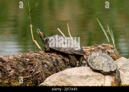 Balkan-Wasserschildkröte oder westliche Kaspische Wasserschildkröte (Mauremys rivulata) Stockfoto