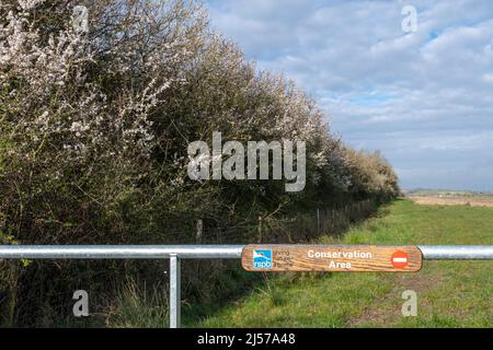 Im April oder Frühjahr blüht die Dornhecke im RSPB Otmoor, Oxfordshire, England, Großbritannien Stockfoto