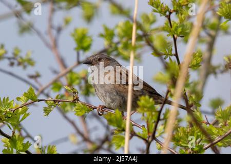 Heckenbraunelle (Prunella Modularis) thront auf einem Baum Stockfoto