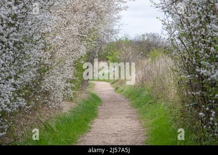 Im April oder Frühjahr blüht die Dornhecke im RSPB Otmoor, Oxfordshire, England, Großbritannien Stockfoto