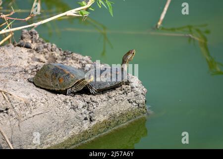 Balkan-Wasserschildkröte oder westliche Kaspische Wasserschildkröte (Mauremys rivulata) Stockfoto