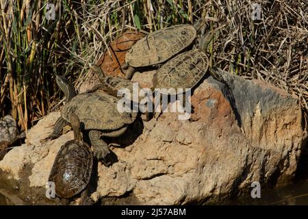 Balkan-Wasserschildkröte oder westliche Kaspische Wasserschildkröte (Mauremys rivulata) Stockfoto