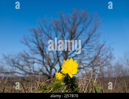 Die ersten Frühlingsblumen, Yellow Addis Stockfoto