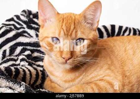 Kleines rotes Kätzchen auf dem Bett Portrait Nahaufnahme Stockfoto