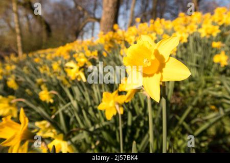 Ein Feld von Narzissen in der Frühlingssonne Stockfoto