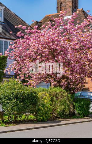 Wunderschöne Kirschblüte in einer Wohnstraße in Hampstead Garden Subarb, London, Großbritannien Stockfoto