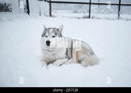 Der graue alte sibirische Husky liegt im Winter auf dem Schnee in der Voliere und ruht. Ein schöner reinrassig-nördlicher Schlittenhund genießt das Leben draußen. Stockfoto