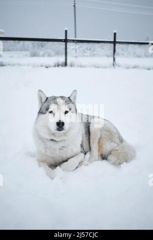 Der graue alte sibirische Husky liegt im Winter auf dem Schnee in der Voliere und ruht. Ein schöner reinrassig-nördlicher Schlittenhund genießt das Leben draußen. Stockfoto