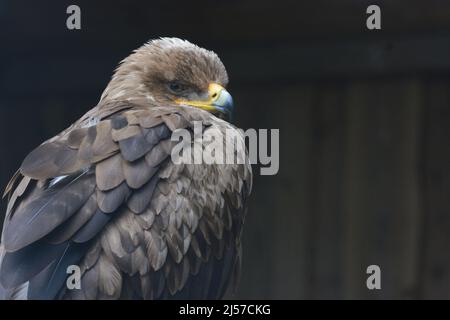 Steppenadler, Aquila nipalensis, sitzend auf einem Ast Stockfoto