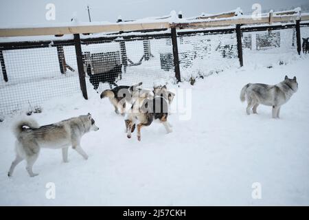 Eine Gruppe junger Mischlingshunde läuft im Winter in einer Voliere durch den Schnee und hat Spaß zusammen. Hunde in einem Tierheim. Alaska- und sibirische Huskies Stockfoto