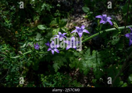 Campanula rapunculus, der allgemeine Name der grampionischen Glockenblume, des grampionischen, roverigen Glockenblumens oder rapunzel, ist eine Glockenblumenart (Campanula) Stockfoto