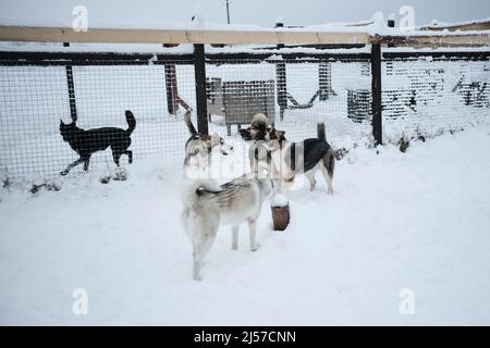 Eine Gruppe junger Mischlingshunde läuft im Winter in einer Voliere durch den Schnee und hat Spaß zusammen. Hunde in einem Tierheim. Alaska- und sibirische Huskies Stockfoto