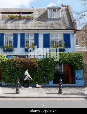 Frau, die einen Hund in der Notting Hill Gegend vor einem hellblauen Haus mit dunkelblauen Fensterläden läuft. London. Stockfoto