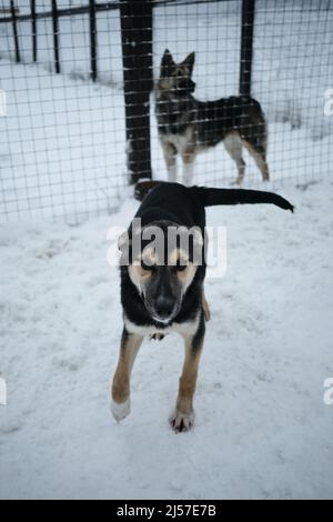 Ein schwarzer und brauner kleiner Welpe in einer Voliere im Winter im Schnee. Ein junger alaskischer Husky. Obdachlosenheim für Hunde. Stockfoto