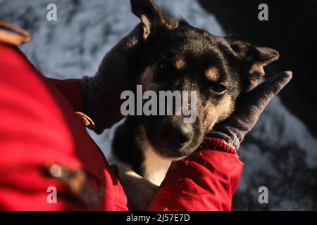 Die Mündung des Hundes mit den Händen zu berühren, ist ein Nahaufnahme-Porträt. Frau kam in ein Tierheim, um einen Hund für sich selbst zu wählen. Nördliche Schlittenwelpen Alaska Stockfoto