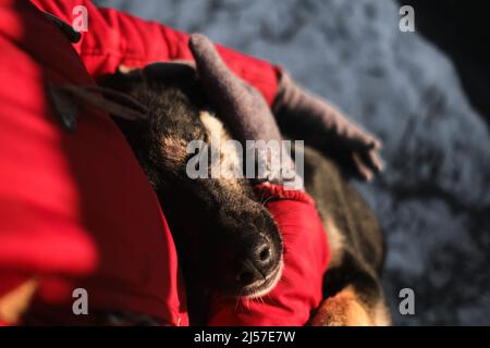 Die Mündung des Hundes mit den Händen zu berühren, ist ein Nahaufnahme-Porträt. Frau kam in ein Tierheim, um einen Hund für sich selbst zu wählen. Nördliche Schlittenwelpen Alaska Stockfoto