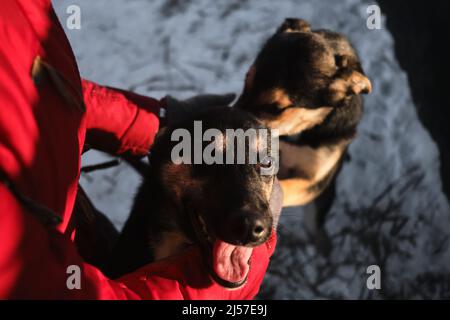 Die Mündung des Hundes mit den Händen zu berühren, ist ein Nahaufnahme-Porträt. Frau kam in ein Tierheim, um einen Hund für sich selbst zu wählen. Nördliche Schlittenwelpen Alaska Stockfoto