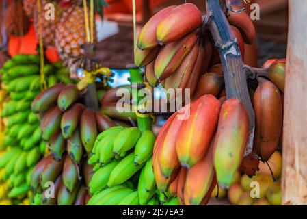 Verschiedene Arten von Bananen hängen unter dem Dach eines Straßenladens in Sansibar, Tansania. Stockfoto