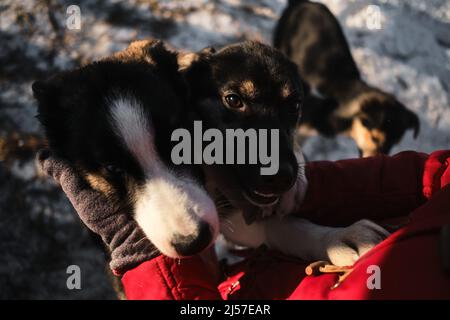 Die Mündung des Hundes mit den Händen zu berühren, ist ein Nahaufnahme-Porträt. Frau kam in ein Tierheim, um einen Hund für sich selbst zu wählen. Nördliche Schlittenwelpen Alaska Stockfoto