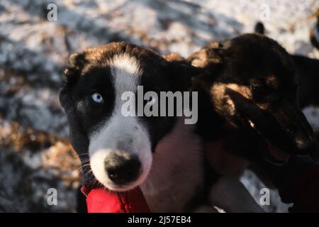 Die Mündung des Hundes mit den Händen zu berühren, ist ein Nahaufnahme-Porträt. Frau kam in ein Tierheim, um einen Hund für sich selbst zu wählen. Nördliche Schlittenwelpen Alaska Stockfoto