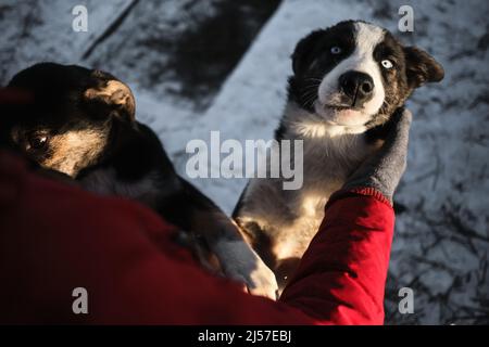 Die Mündung des Hundes mit den Händen zu berühren, ist ein Nahaufnahme-Porträt. Frau kam in ein Tierheim, um einen Hund für sich selbst zu wählen. Nördliche Schlittenwelpen Alaska Stockfoto