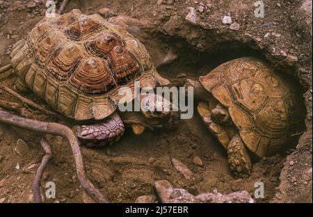 Afrikanische Schuppenschildkröte (Centrochelys sulcata), auch Sulcata-Schildkröte genannt Stockfoto