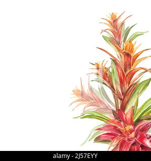 Tropische Bromeliadpflanze mit roten und grünen Blättern, handbemalt in Aquarell. Die Abbildung ist auf einem weißen Hintergrund hervorgehoben. Frühling oder Summe Stockfoto