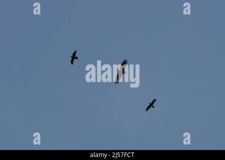 Vor dem Hintergrund des Himmels kann man einen Adler sehen, der hoch mit ausgebreiteten Flügeln fliegt. Er wird im Flug von zwei Raben begleitet. Stockfoto