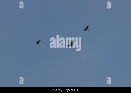 Vor dem Hintergrund des Himmels kann man einen Adler sehen, der hoch mit ausgebreiteten Flügeln fliegt. Er wird im Flug von zwei Raben begleitet. Stockfoto