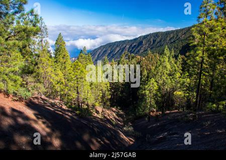 Hinter den Pinien, Blick auf den Vulkan Teide von der Wanderung von La Caldera im oberen Orotava-Tal Teneriffa Kanarische Inseln. Stockfoto