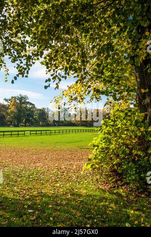 Wunderschöne Herbstfarben im Cirencester Park auf dem Bathurst Estate in Gloucestershire. Stockfoto