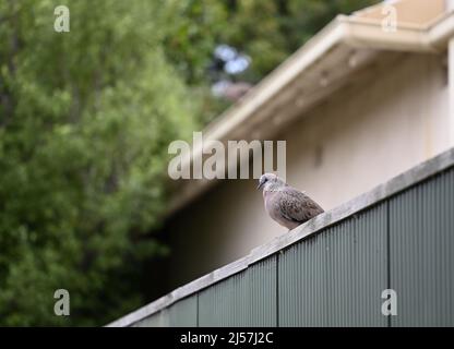 Flecktaube, Spilopelia chinensis, thront auf einem grünen Metallzaun in den Vororten, mit Baum und Haus im Hintergrund Stockfoto