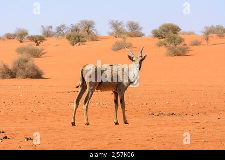 Ein gewöhnliches Eseland (Taurotragus oryx), das über den roten Sand der Kalahari-Wüste, Namibia, Afrika, läuft. Aka das südliche Eland oder die Elanantilope Stockfoto